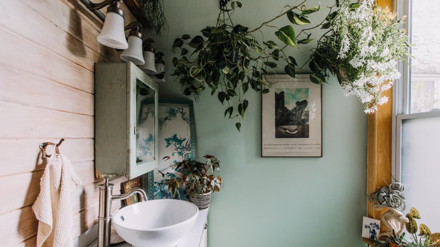 13 Best Houseplants for a Bathroom in 2024